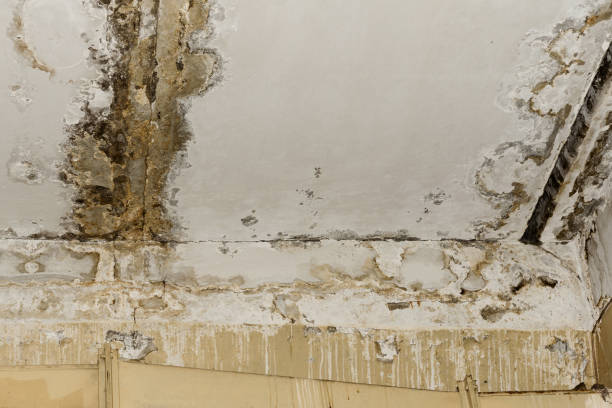 Best Water damage restoration mold remediation  in USA